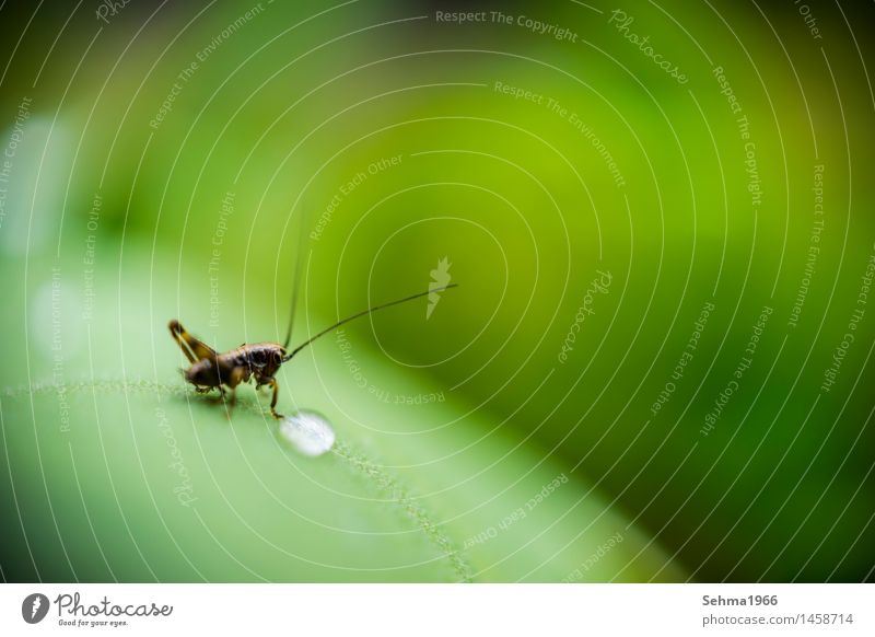 Eine Heuschrecke hat ein einen Tropfen entdeckt Umwelt Natur Landschaft Pflanze Tier Wasser Wassertropfen Sommer Schönes Wetter Gras Sträucher Feld Flügel