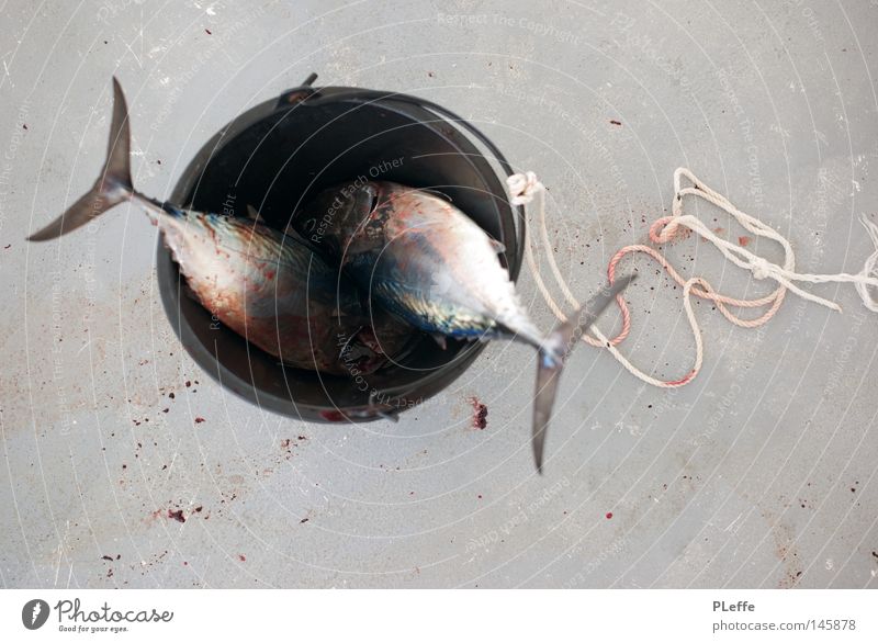 Dead Fish Tod Fuß Wasserfahrzeug Eimer Meer maritim Außenaufnahme Vergänglichkeit Spielen Pütz Reportagefotografie Fisch