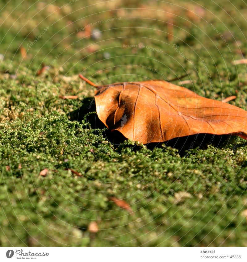 Blatt auf Moos Unschärfe Herbst braun grün Vergänglichkeit Spaziergang September gefallen Jahreszeiten