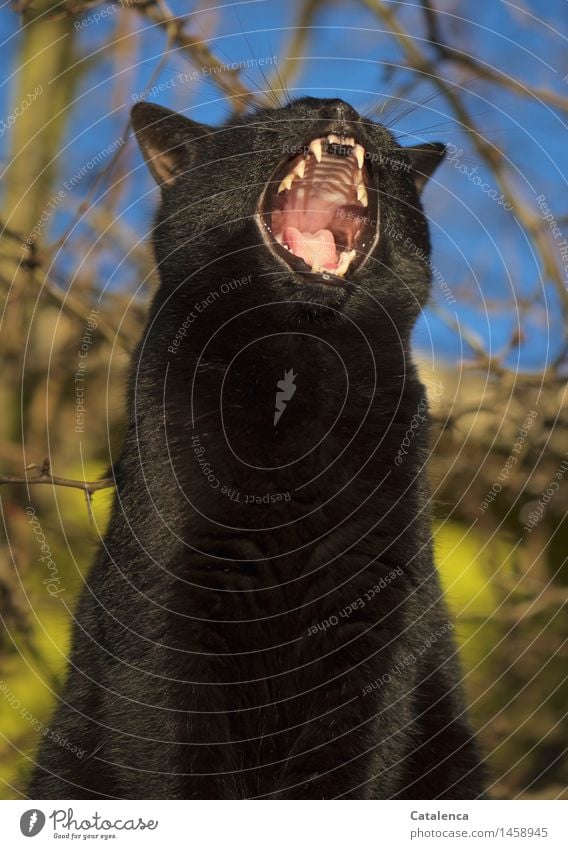 Gähnende schwarze Katze Tier Haustier Nutztier 1 Zähne Zunge Maul Gaumen Rachen schlafen natürlich rosa Müdigkeit bedrohlich Farbfoto mehrfarbig Außenaufnahme