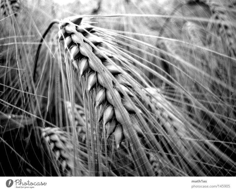Bei meiner Ähre Ähren Wiese Hafer Pflanze schwarz weiß Makroaufnahme Getreide Korn Schwarzweißfoto