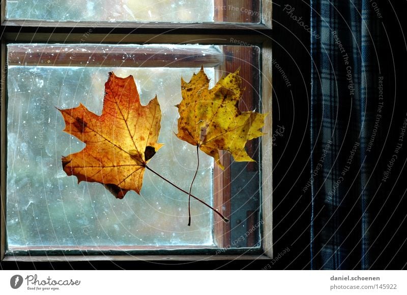 Herbst 5 Blatt Fenster Licht Dekoration & Verzierung Fensterscheibe Farbe Jahreszeiten Häusliches Leben Wohnzimmer Detailaufnahme