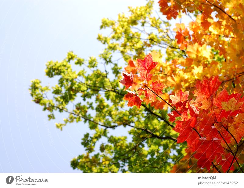 What A Beautiful Day - Herbsttag Blatt Baum Natur rein schön ästhetisch mehrfarbig blau Himmel Schönes Wetter Wind Blätterdach grün Blattgrün Ende Jahreszeiten