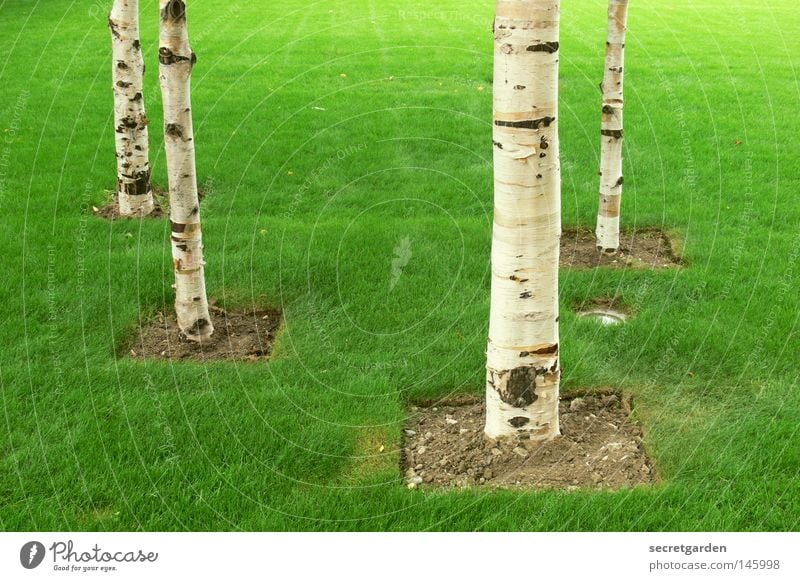 grüner wirds nicht, mann! England Birke Baum Raum weiß Quadrat erobern Ordnung Verbote Spielen kinderlos Park Großbritannien offen Sommer Frühling Wald