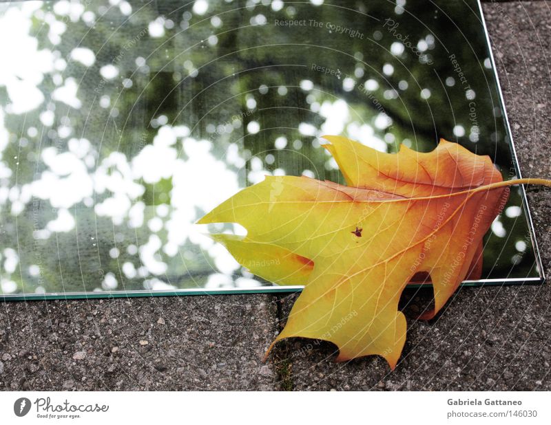 Wenn sich der Herbst im Spiegel betrachtet Winter berühren Blatt gelb grau grün rot Ahorn Baum Rauschen Geäst Bodenbelag mehrfarbig gold Reflexion & Spiegelung