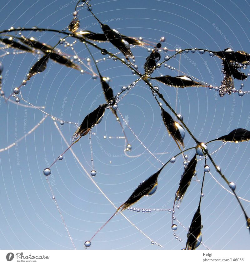 Nahaufnahme von Spinnenfäden und Tropfen an einem Grashalm vor blauem Himmel Reihe nebeneinander groß klein winzig Wassertropfen Tau Klarheit durchsichtig