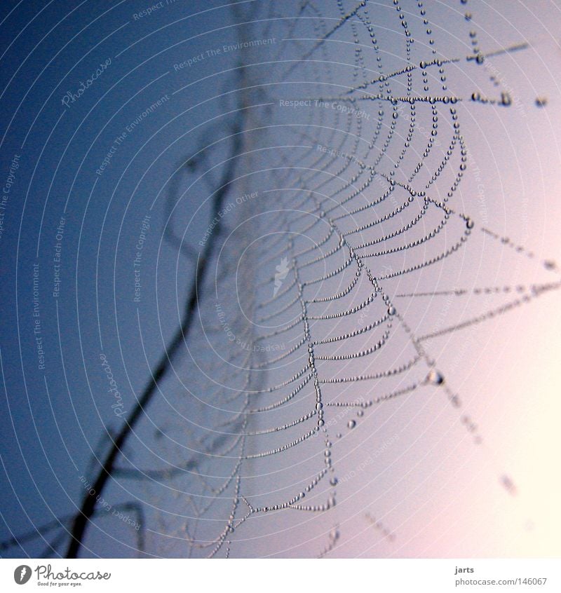 ..netzwerk.. Spinnennetz Netz Herbst Himmel Sonnenaufgang Tropfen Wassertropfen Tau Indian Summer Netzwerk jarts