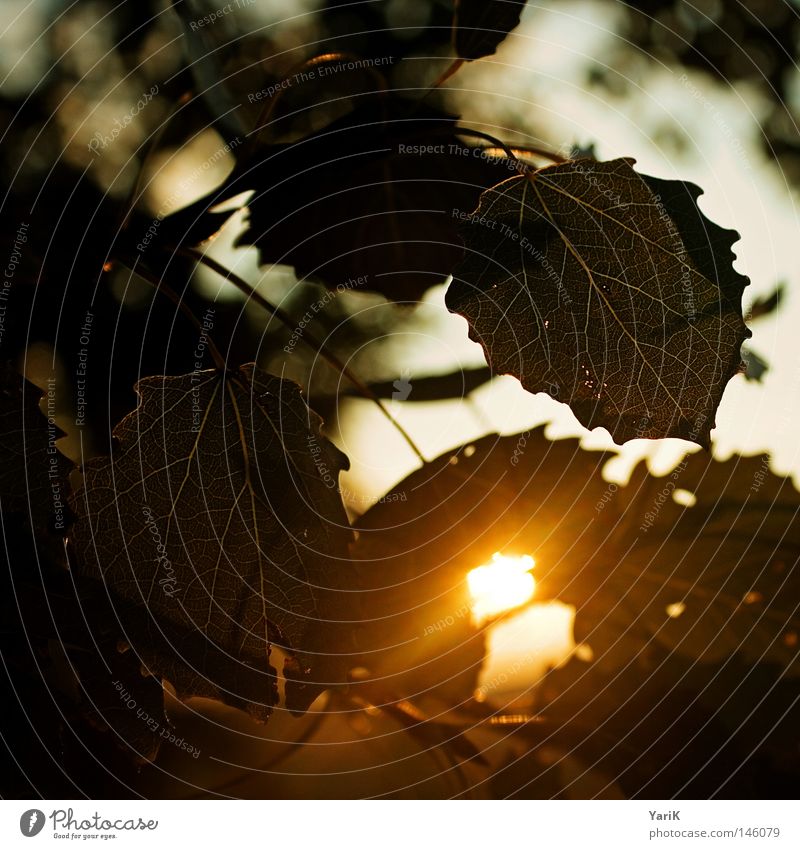 herbstlicht Herbst Licht Blatt Sonnenlicht Sonnenuntergang Abend spät Physik Baum Sträucher Format Anschnitt Quadrat Rechteck Blattgrün Gefäße gelb rot