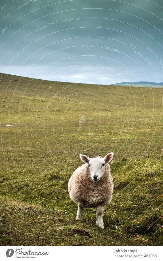 Schottischer Wolf Natur Landschaft Himmel Gras Hügel Schottland Nutztier Schaf 1 Tier Blick kuschlig Neugier grün Coolness Willensstärke Vertrauen Tierliebe