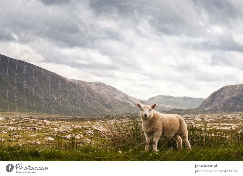 Schaf im Originalzustand Wolken Gewitterwolken Sommer Hügel Berge u. Gebirge Highlands Schottland Menschenleer Nutztier 1 Tier Tierjunges Blick stehen