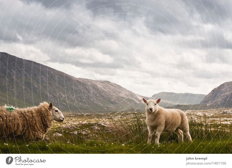 Wir schafen das Natur Landschaft Himmel Wolken Gras Hügel Berge u. Gebirge Schottland Highlands Tier Nutztier Schaf 2 Tierjunges kuschlig Neugier niedlich