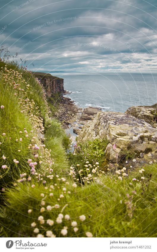 Bis ans Ende der Welt Natur Landschaft Pflanze Blume Gras Moos Grünpflanze Hügel Felsen Küste Nordsee Klippe dunnet head Schottland Highlands Freundlichkeit