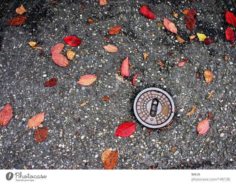 WASSERVERSORGUNG Straße Gully Leitung Wasserrohr Blatt Herbst Färbung fallen liegen grau rot gelb Herbstlaub verteilt treten Boden nass feucht Natur kalt