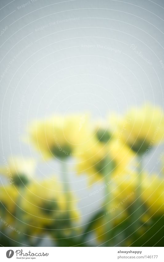 Kommunikation durch Blumen trashig Unschärfe gelb grün Pflanze Sprache Gesichtsausdruck Ausdruck Gefühle Sommer Blühend Blüte aufwärts Blick nach oben