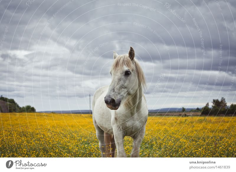 Schimmel in Schottland Pferd Wiese Blumenwiese Tierporträt weißes pferd gelbe Blumen Wolkenloser Himmel Feld Landschaft