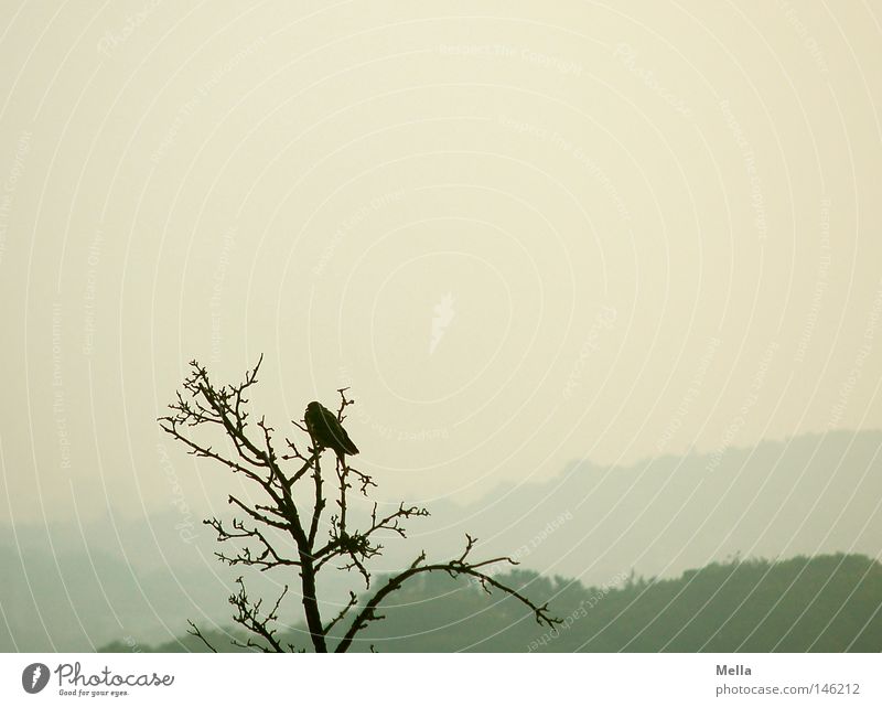 Einer Umwelt Natur Herbst schlechtes Wetter Nebel Baum Tier Vogel Krähe 1 hocken sitzen hoch natürlich oben trist grau Baumkrone Zweige u. Äste kahl Aussicht