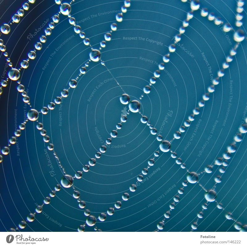 Tautropfen sind in einem Spinnennetz aufgefedelt wie Perlen auf einer Perlenkette Nebel Arbeit & Erwerbstätigkeit Morgen träumen Herbst Netz Wasser