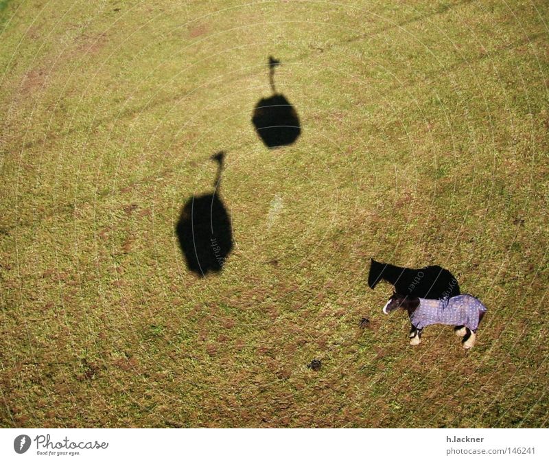 Einsames Pferd Schatten Wiese grün Rasen Säugetier Schattenspiel einzeln 1 Weide Gondellift Vogelperspektive Pferdedecke Silhouette