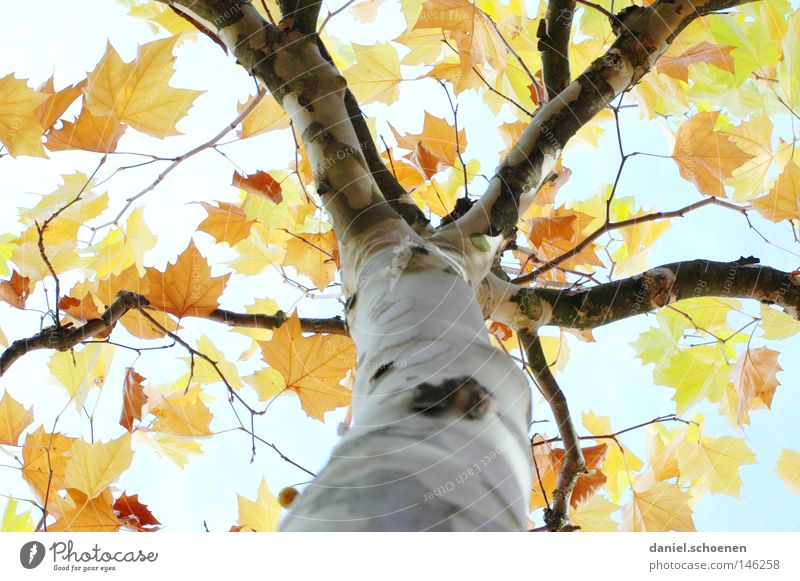 Herbst 6 Baum Blatt Perspektive Farbe Platane Geäst Zweige u. Äste Baumstamm Jahreszeiten Licht gelb orange braun grün blau zyan Himmel Vergänglichkeit