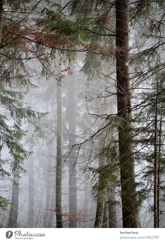 Märchen | Hänsel und Gretel Natur Landschaft Herbst Winter Klima Nebel Wald dunkel gruselig Stimmung Angst Gefühle ruhig Sinnesorgane Umwelt Farbfoto