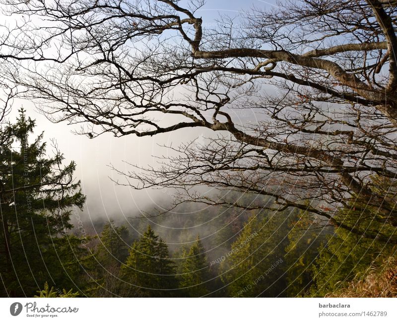Sturmhöhe wandern Natur Landschaft Himmel Klima Wind Nebel Baum Zweige u. Äste Wald Berge u. Gebirge Stimmung Kraft Umwelt Farbfoto Außenaufnahme Luftaufnahme
