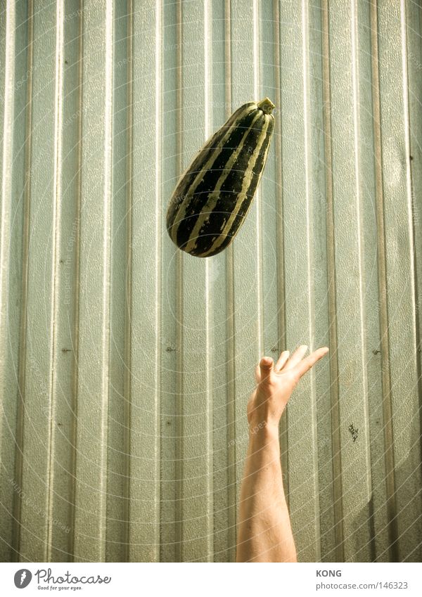 achtung gemüse ! Zucchini Gemüse Kürbis leicht Hand werfen Schweben fliegen hochwerfen fangen grün Vegetarische Ernährung Frucht Gurke Luftverkehr Zentrifuge