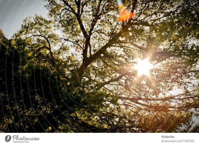 wenn die sonne strahlt Leben Erholung Sommer Sonne Natur Stern Wetter Wärme Baum Blatt heiß hell Gefühle Energie Geäst Zweige u. Äste grell Stern (Symbol)