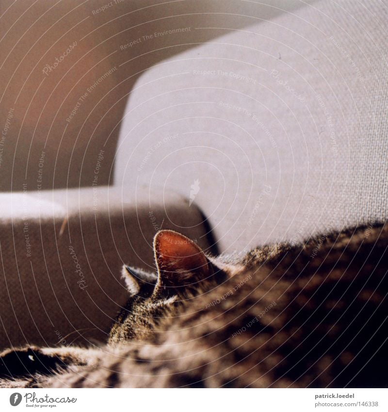 Sonnenbad Katze Sofa hören Radarstation schlafen Tier lümmeln tauchen Fell Haustier Polster grau Hauskatze Frieden Ohr Futter? So tun als ob Feline Katzenohr