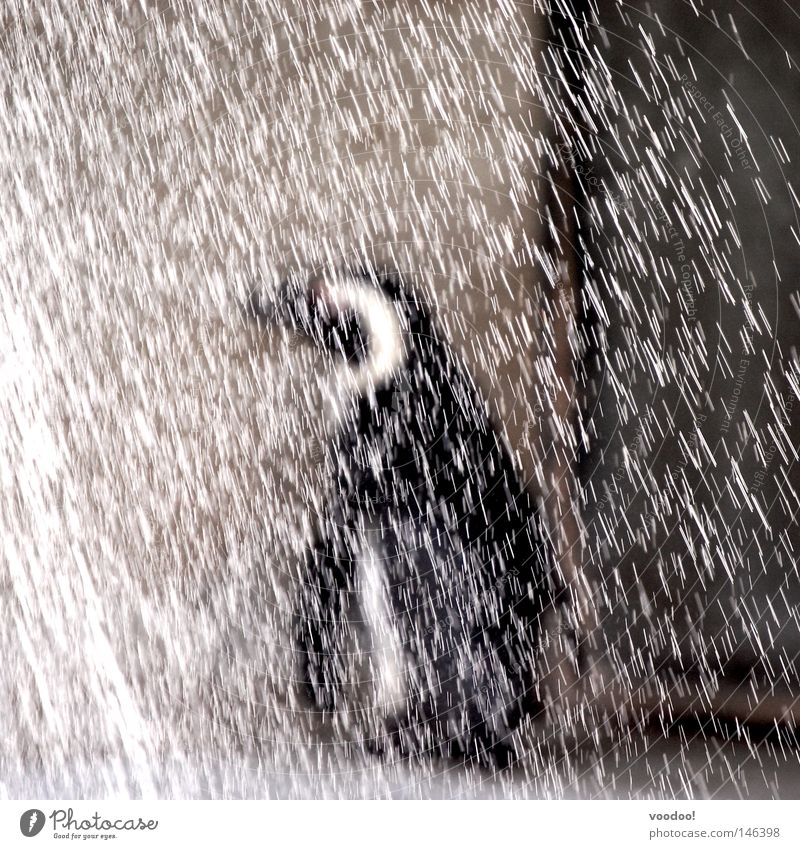Bootcamp für Oberkellner Regen Schwarzweißfoto Monochrom Unschärfe Pinguin Meeresvogel Antarktis Voodoo Schmerz Vogel Einzelkämpfer Traufe behind the lines