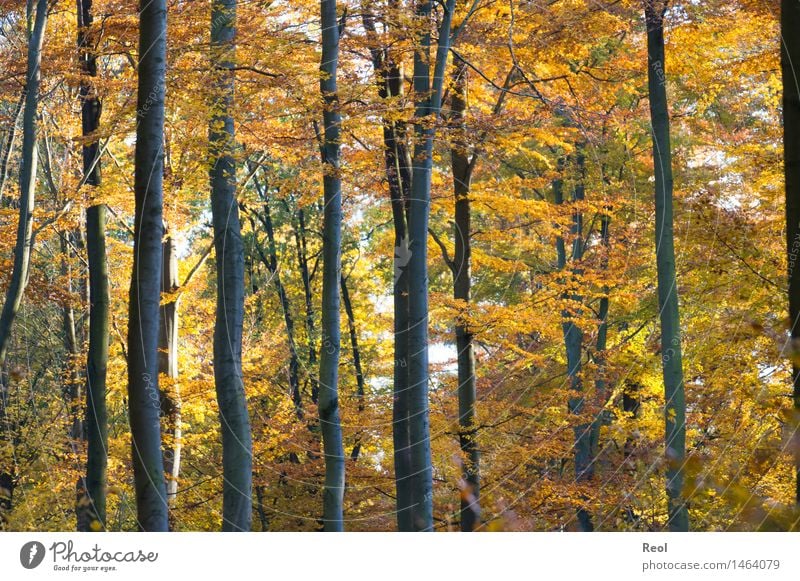 Herbstfarben Umwelt Natur Landschaft Pflanze Urelemente Sonnenlicht schlechtes Wetter Baum Blatt Wildpflanze Waldboden Baumstamm Blätterdach Laubwald Buchenwald