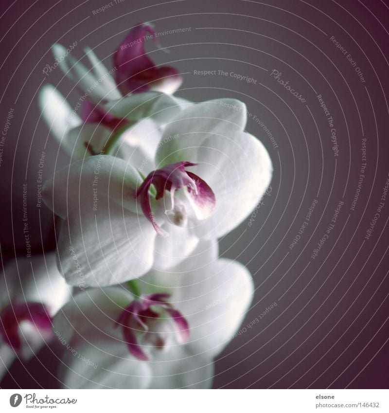 ::FLOWER:POWER:: Orchidee Blume Blüte Pflanze Blühend weiß zerbrechlich hell zart Natur Gewächshaus Gartenbau Gärtnerei Blumenladen Blumenhändler Botanik