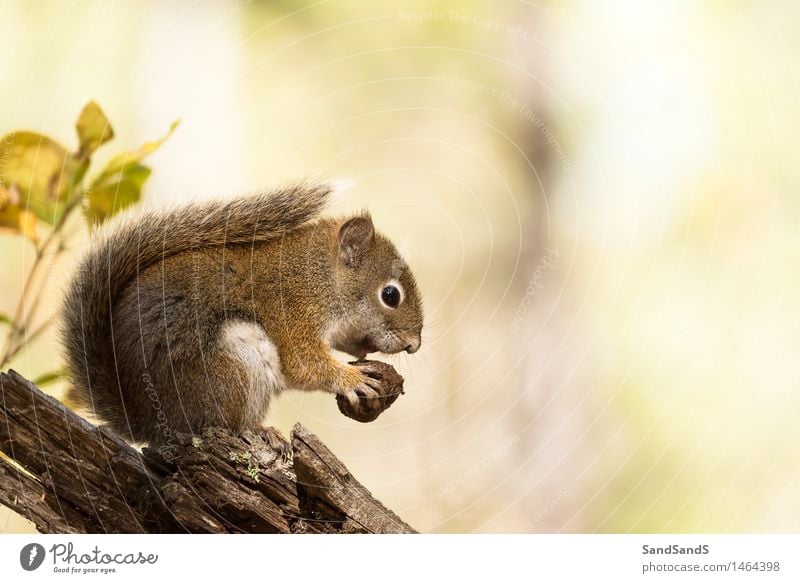 Amerikanisches Eichhörnchen Natur Tier Herbst Wald Wildtier Tiergesicht 1 schön kuschlig lustig niedlich braun gelb amerika USA Grand Teton Nationalpark