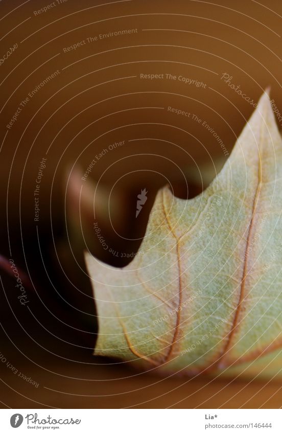 stiller Herbst Blatt gefallen ruhig Vergänglichkeit Strukturen & Formen Ordnung Jahreszeiten Wandel & Veränderung Spitze Zacken edel elegant harmonisch fein