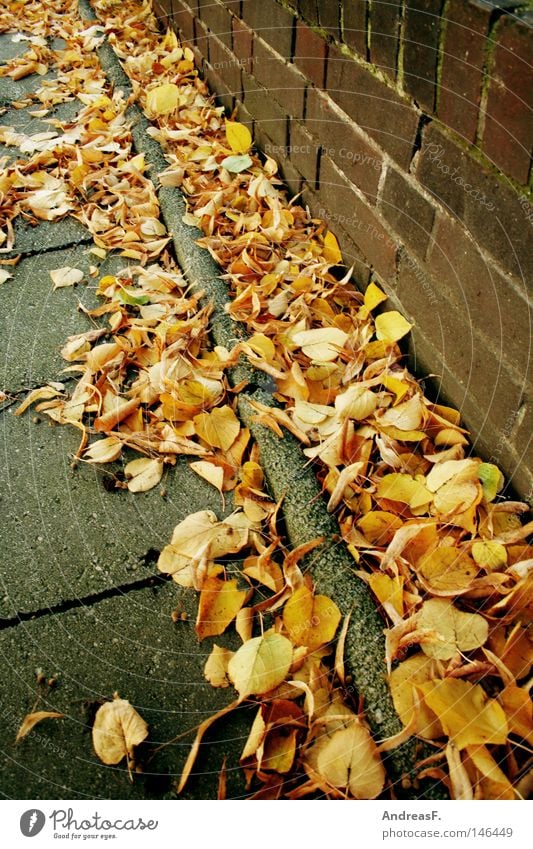 Oktober Herbst Blatt Herbstlaub Straßenecke Straßenrand dreckig Kehren Hausmeister Straßenreinigung Linde Lindenblatt orange Wand Bürgersteig Fußweg