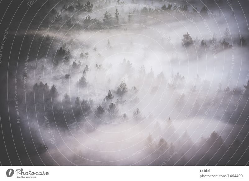 Nebel Natur Landschaft Pflanze Urelemente Wolken Baum Tanne Nadelwald Wald Hügel Berge u. Gebirge dunkel frei einzigartig Idylle Nebelschleier Nebelwald