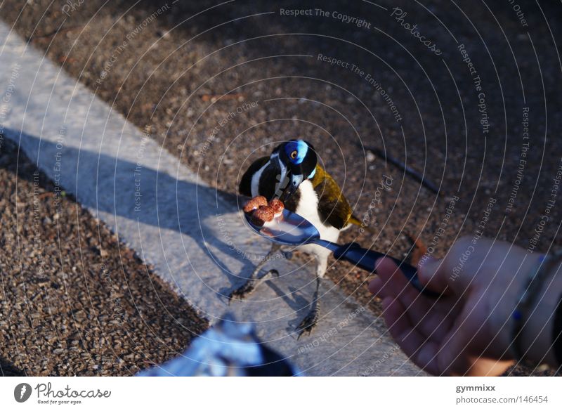 brave Vogel Natur Australien Reisefotografie Frieden füttern Vertrauen Entscheidung Appetit & Hunger Außenaufnahme Lebewesen Straße Makroaufnahme Süßwaren sanft