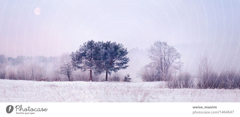 Kalter Wintermorgen mit einem Mond Schnee Natur Landschaft Pflanze Luft Himmel Wetter Nebel Eis Frost Baum Sträucher Wiese Fluss Holz Wasser atmen entdecken