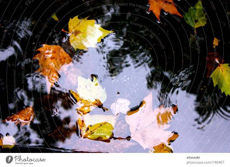 Ins Wasser gefallen mehrfarbig Reflexion & Spiegelung Wassertropfen Herbst Regen Blatt Straße Tropfen braun gelb grün Vergänglichkeit Pfütze Kreis