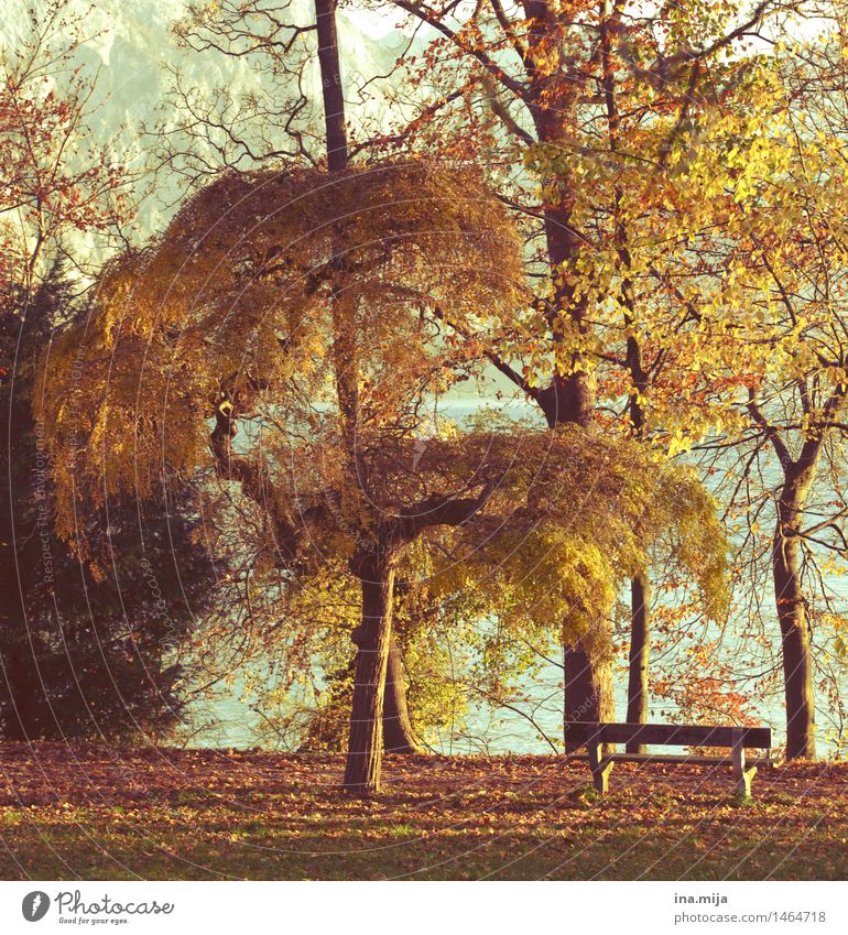 Rückzugsort Umwelt Natur Landschaft Sonne Sonnenlicht Herbst Schönes Wetter Baum Garten Park Wiese gelb gold Zufriedenheit Idylle ruhig stagnierend