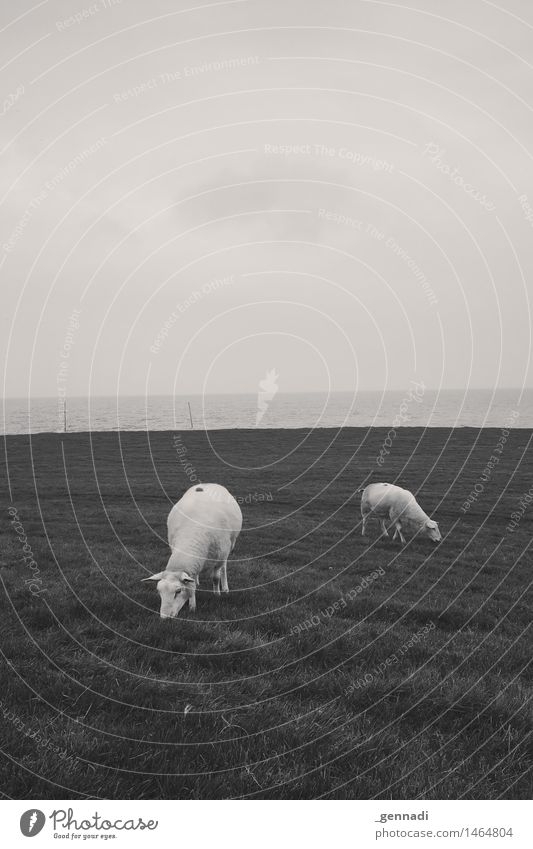 Määäh Nutztier Schaf 2 Tier füttern Fressen Wiese Horizont Meer Rasenmäher Schwarzweißfoto Außenaufnahme Menschenleer Textfreiraum oben Textfreiraum unten Tag