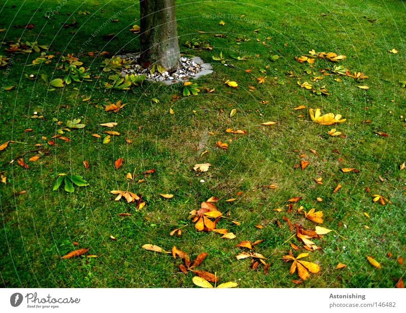 das Blatt fällt nicht weit vom Stamm Natur Erde Herbst Baum Gras Wiese gelb grün Baumstamm Boden Farbfoto gefallen Herbstlaub Herbstfärbung Kastanienblatt