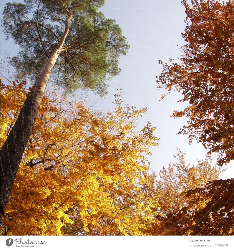 Herbststimmung Wald Romantik ruhig Hessen Deutschland Europa Baum Blick nach oben Blatt mehrfarbig gold Zoo Außenaufnahme Natur Vergänglichkeit Wärme gen Himmel