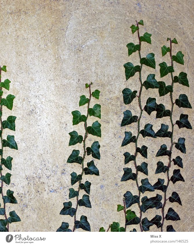 Es wächst Farbfoto Außenaufnahme Blick nach oben Haus Pflanze Efeu Blatt Mauer Wand Fassade Stein Wachstum grau grün Ranke Reifezeit aufwärts steinig Putz