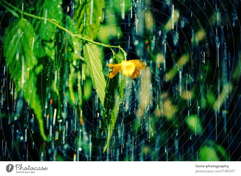 rain Regen Wassertropfen Tropfen Gewitter Unwetter Herbst Herbstwetter nass kalt Wetter Blume Pflanze Baum Blatt grün Park Blüte hängen lassen Makroaufnahme