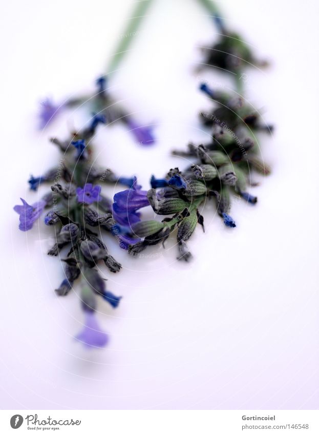 Lavender Tee schön Gesundheit Duft Sommer Natur Pflanze Frühling Blume Blüte frisch weich blau violett weiß friedlich Farbe Frieden Lavendel Heilpflanzen