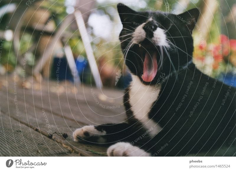 der sommer als idee Katze Terrasse Ferien & Urlaub & Reisen Sommer Herbst Garten gähnen Pfote Tier Hauskatze schwarz weiß Tisch Holzfußboden