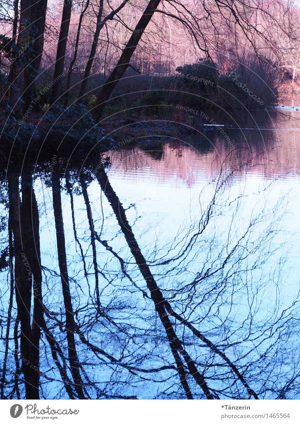 gespiegelt Natur Landschaft Wasser Sonnenaufgang Sonnenuntergang Herbst Winter Baum Park Küste Teich ästhetisch nass natürlich schön blau rosa geheimnisvoll