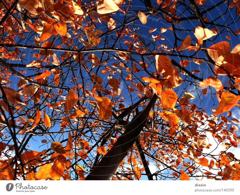 Das Wetter am 18.10. ... Herbst Jahreszeiten blau Himmel Baum Geäst Zweige u. Äste Blatt braun gold Indian Summer Baumstamm Vergänglichkeit Wolken Perspektive