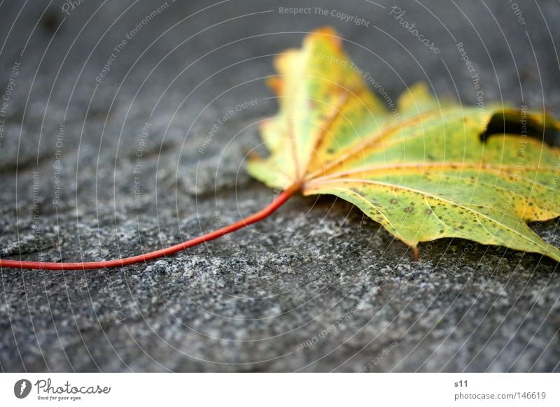 Autumn Herbstlaub Blatt Ahornblatt Baum Jahreszeiten kalt trocken verlieren Teer rot gelb grün Gefäße Photosynthese mehrfarbig Pflanze leicht Leichtigkeit