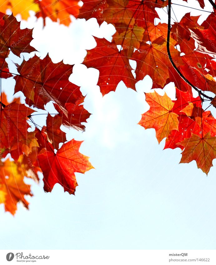 Wer wird denn gleich rot werden - Herbsttag Blatt Natur rein schön ästhetisch mehrfarbig blau Himmel Schönes Wetter Wind Blätterdach grün Blattgrün Ende